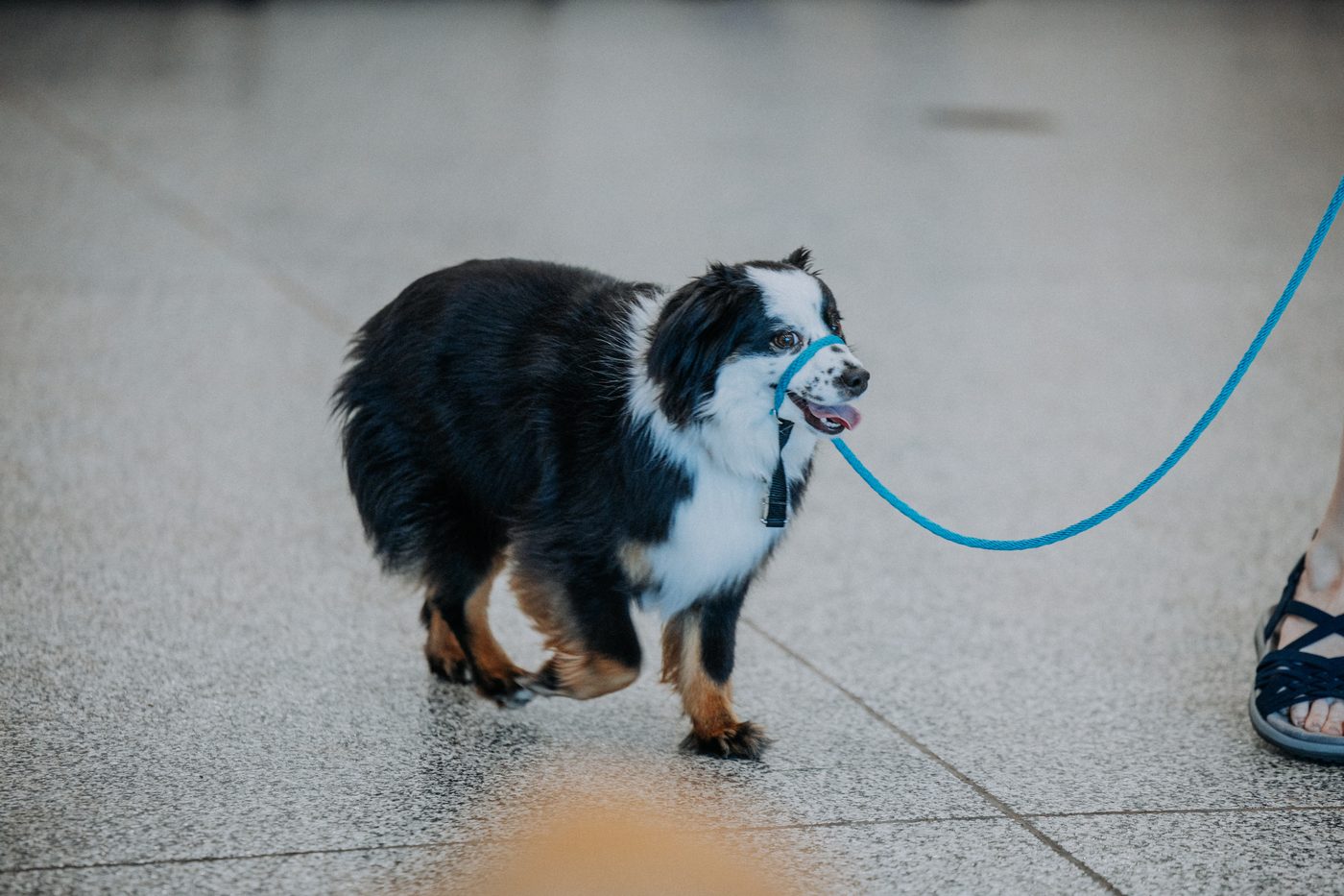 The Dapper Dog Training Academy in action