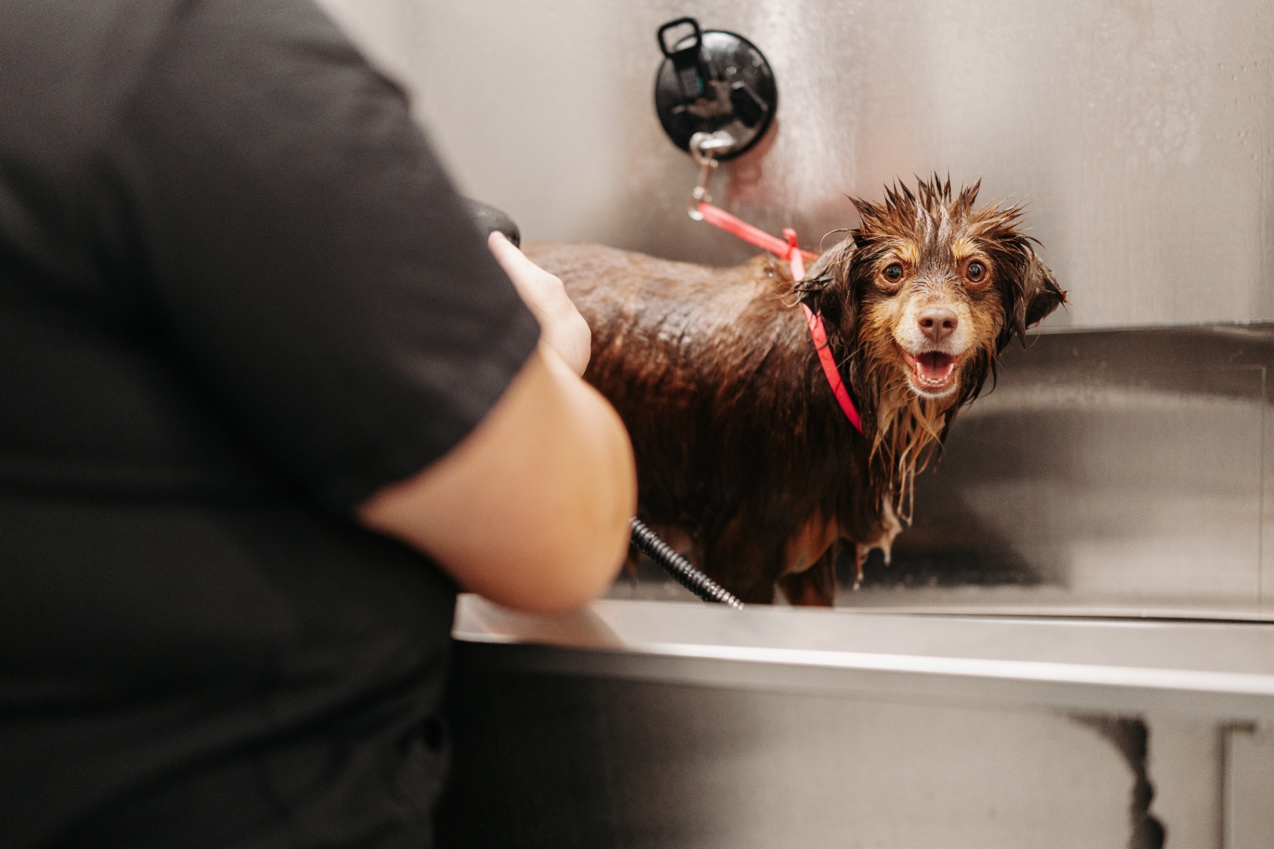 Smiling groomer with a freshly groomed Yorkie