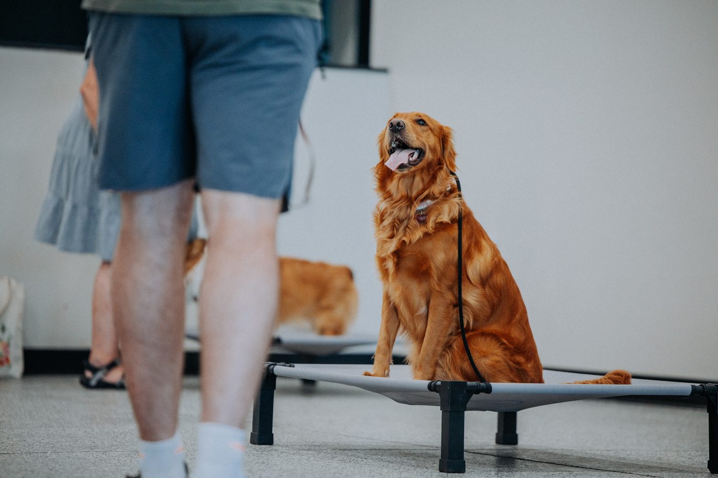 The Dapper Dog Training Academy in action