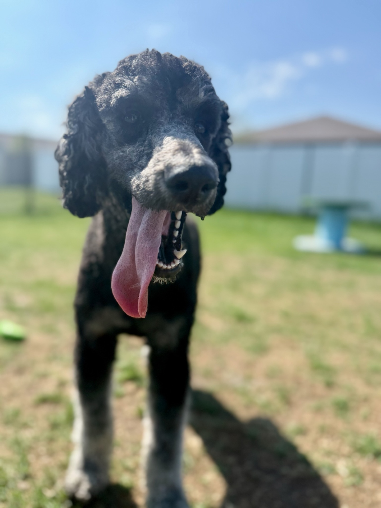 Standard poodle with a long happy tongue out