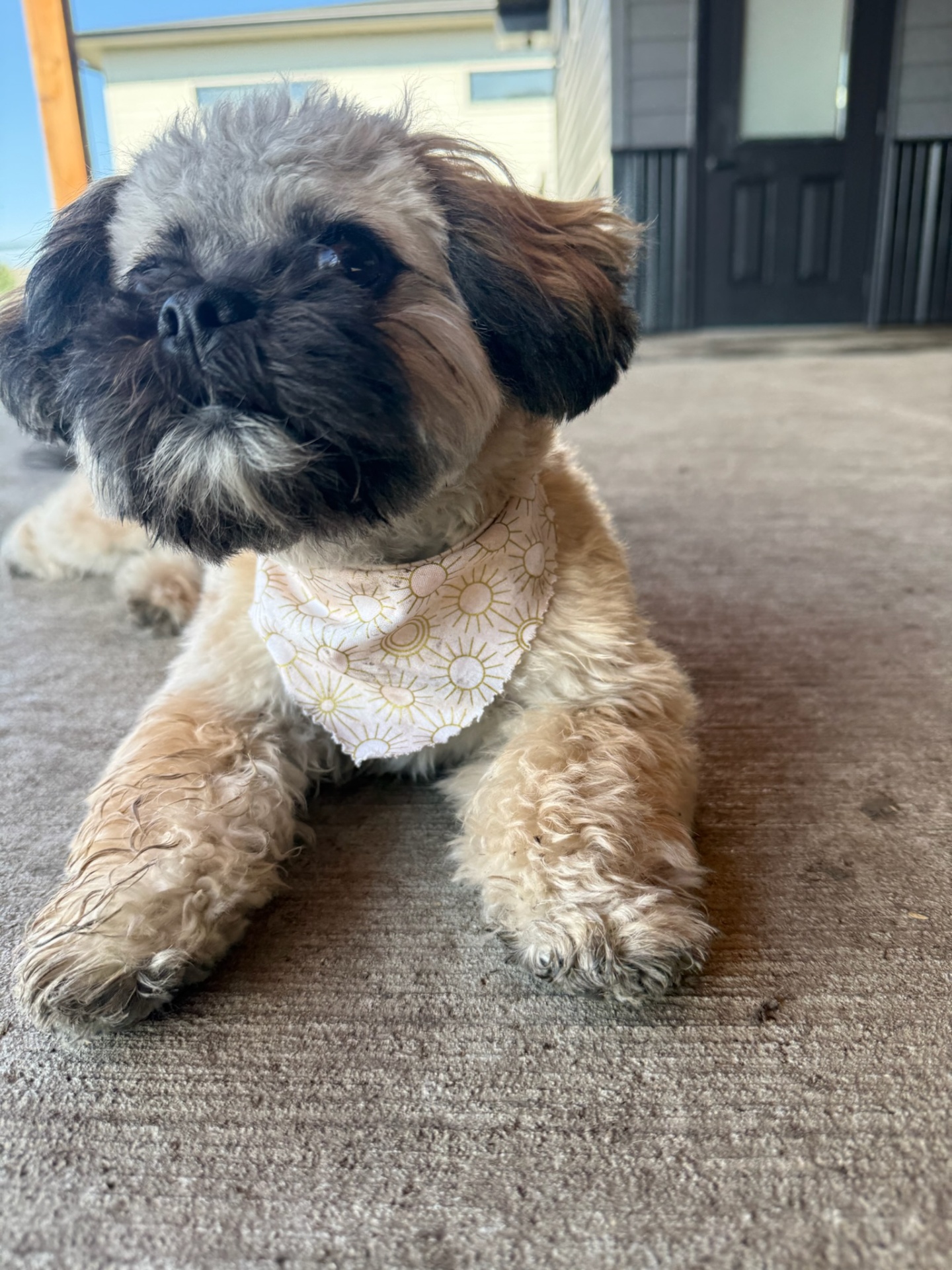 Shih tzu wearing a sunny bandana