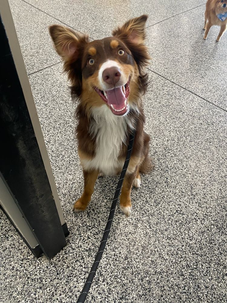 Happy aussie with a big smile after a training session
