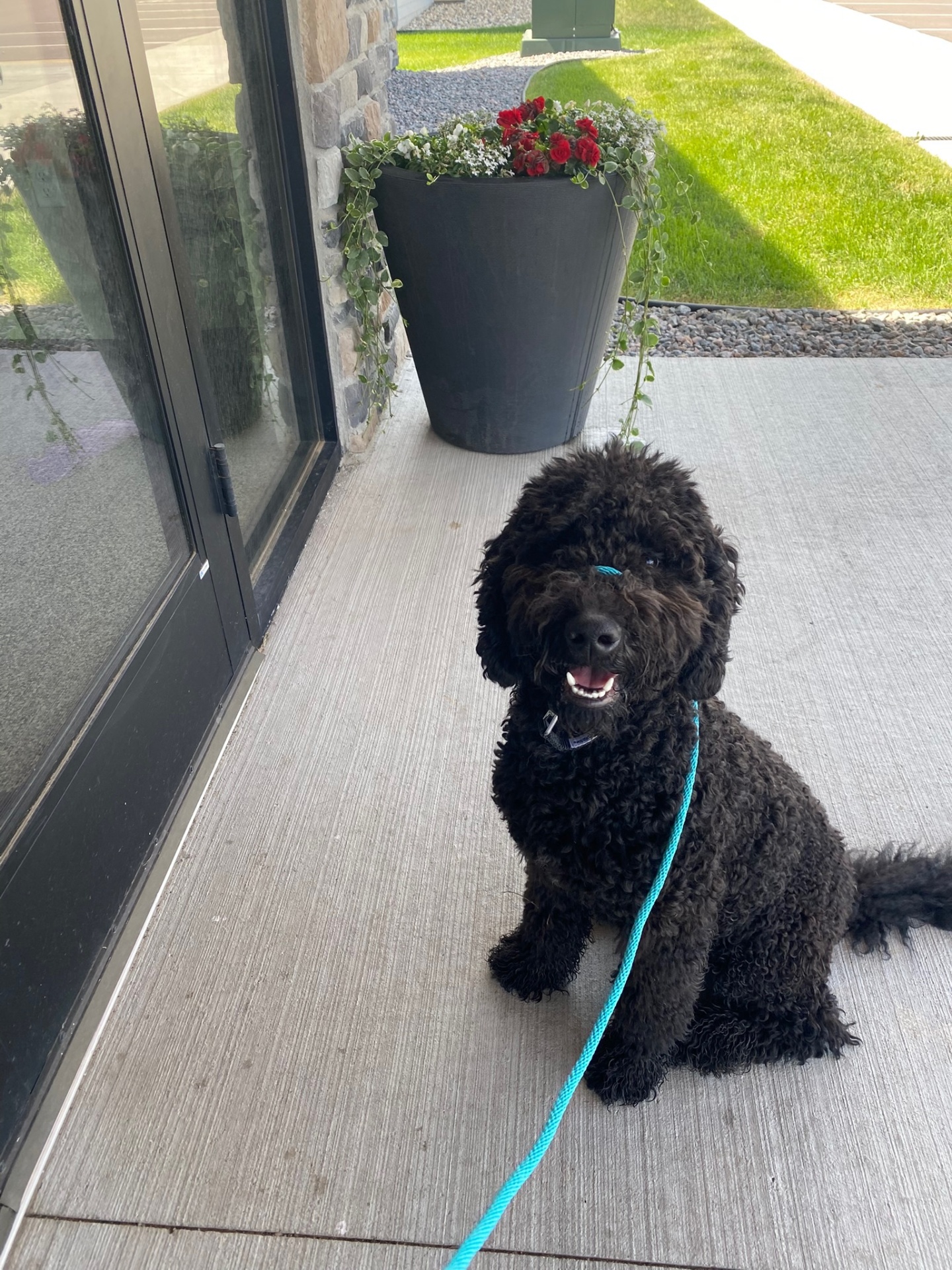 Black doodle holding a sit on the front patio