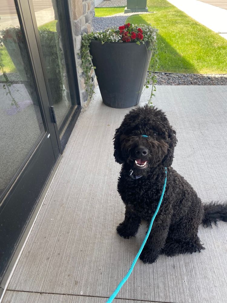 Black doodle holding a sit on the front patio