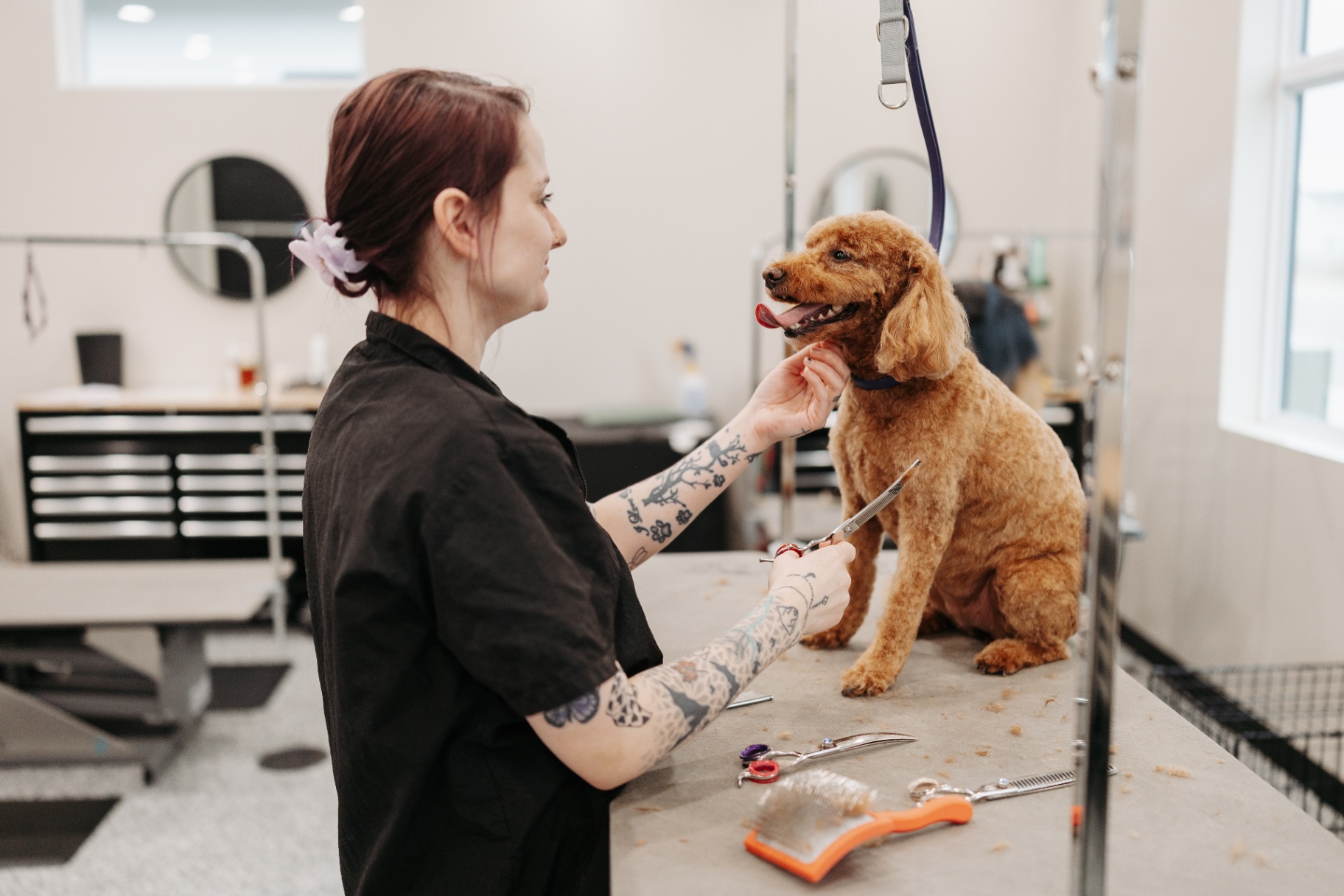 Three groomers working at lift tables in the bright Dapper Dog salon