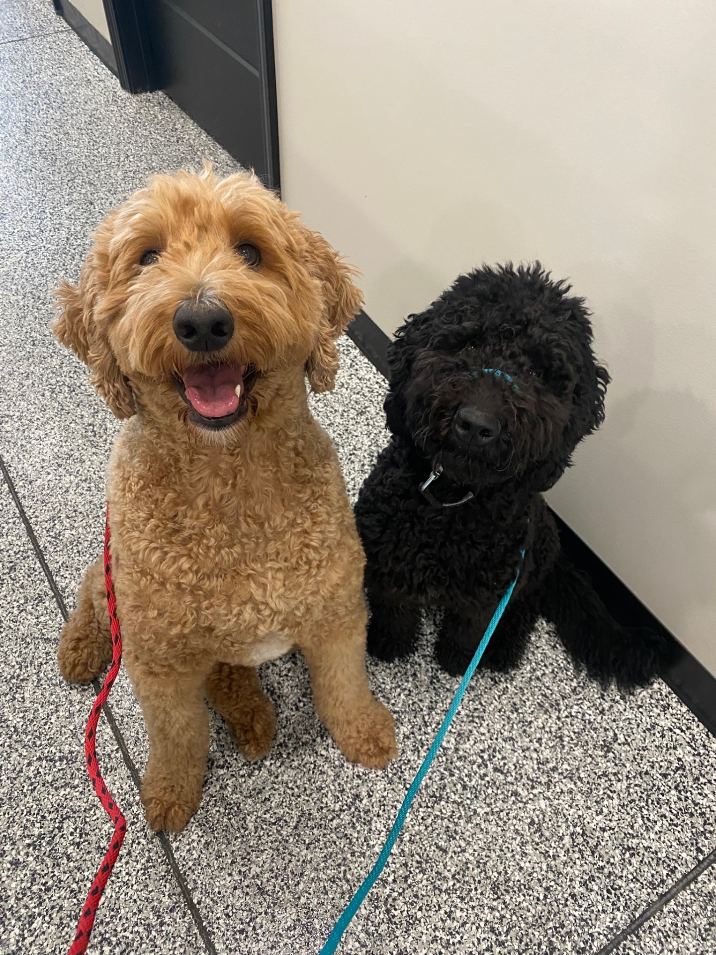 Goldendoodle and a black doodle sitting side by side