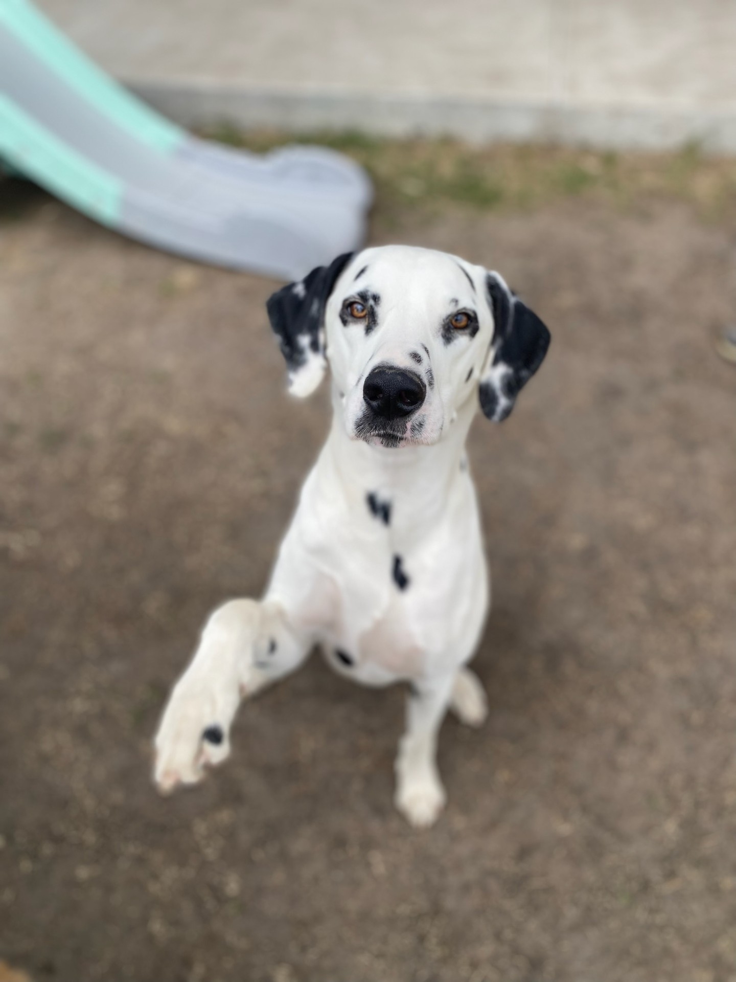 Dalmatian giving a paw