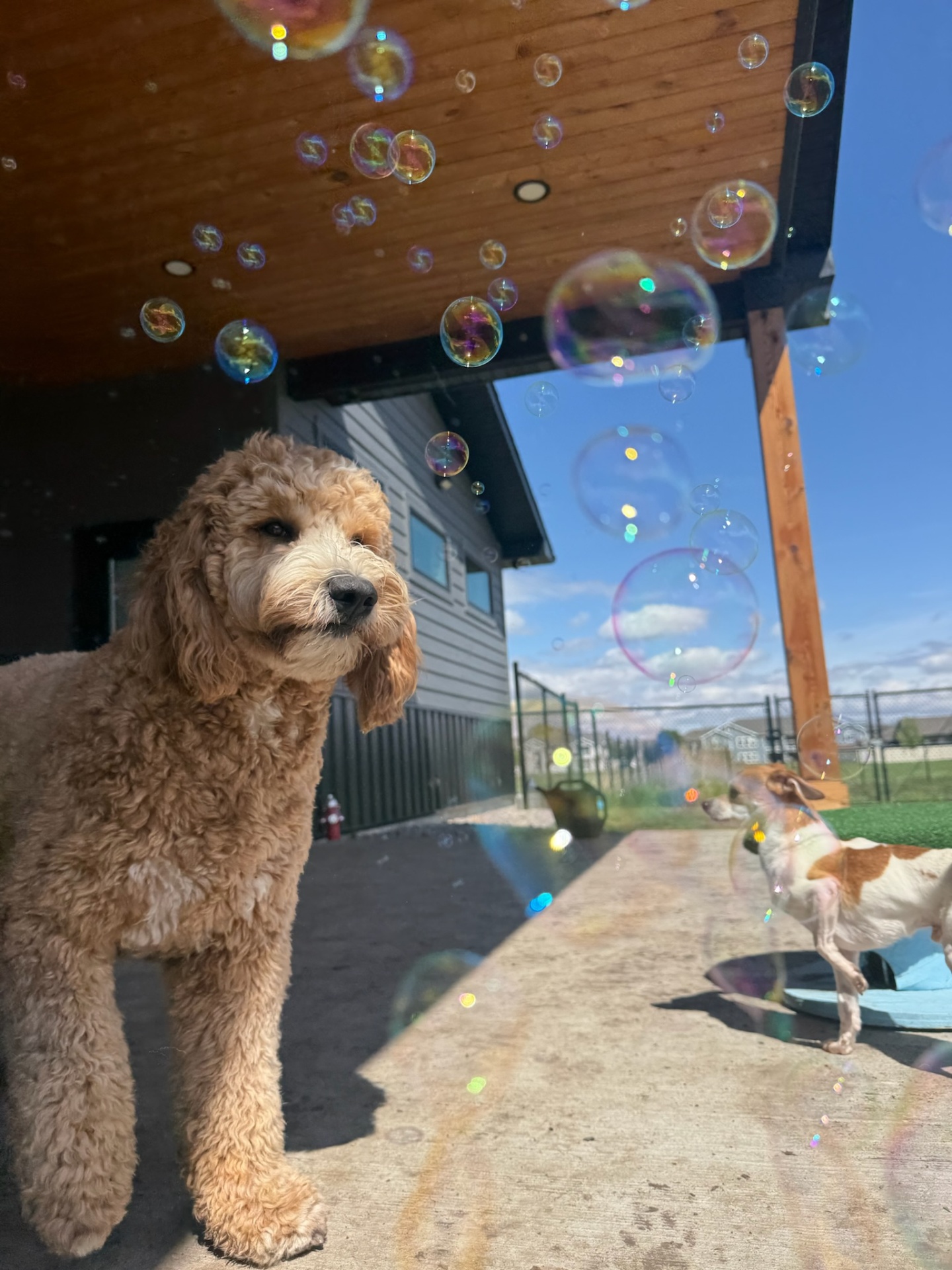Doodle enjoying bubble time outside