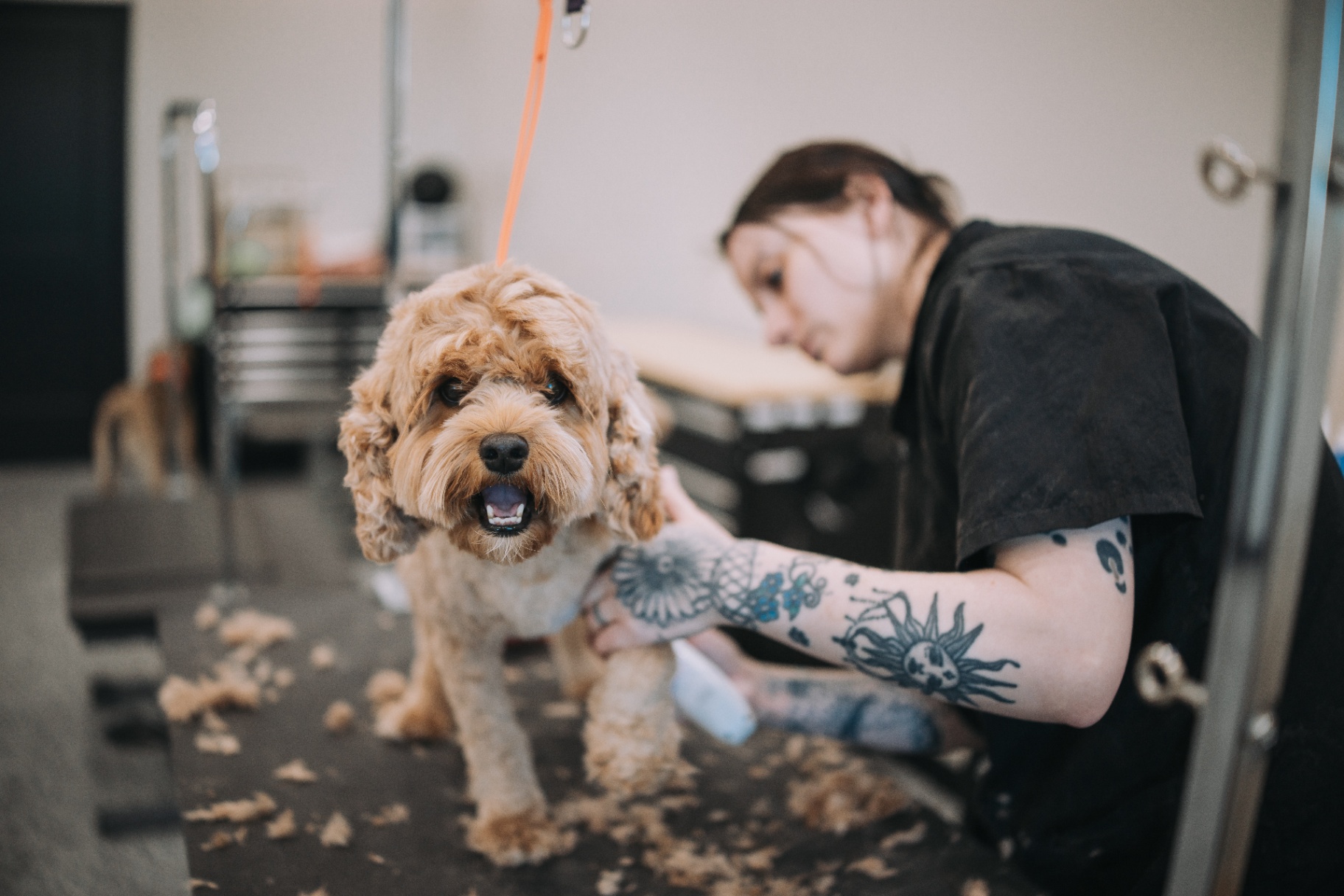 Wide view of the Dapper Dog grooming floor