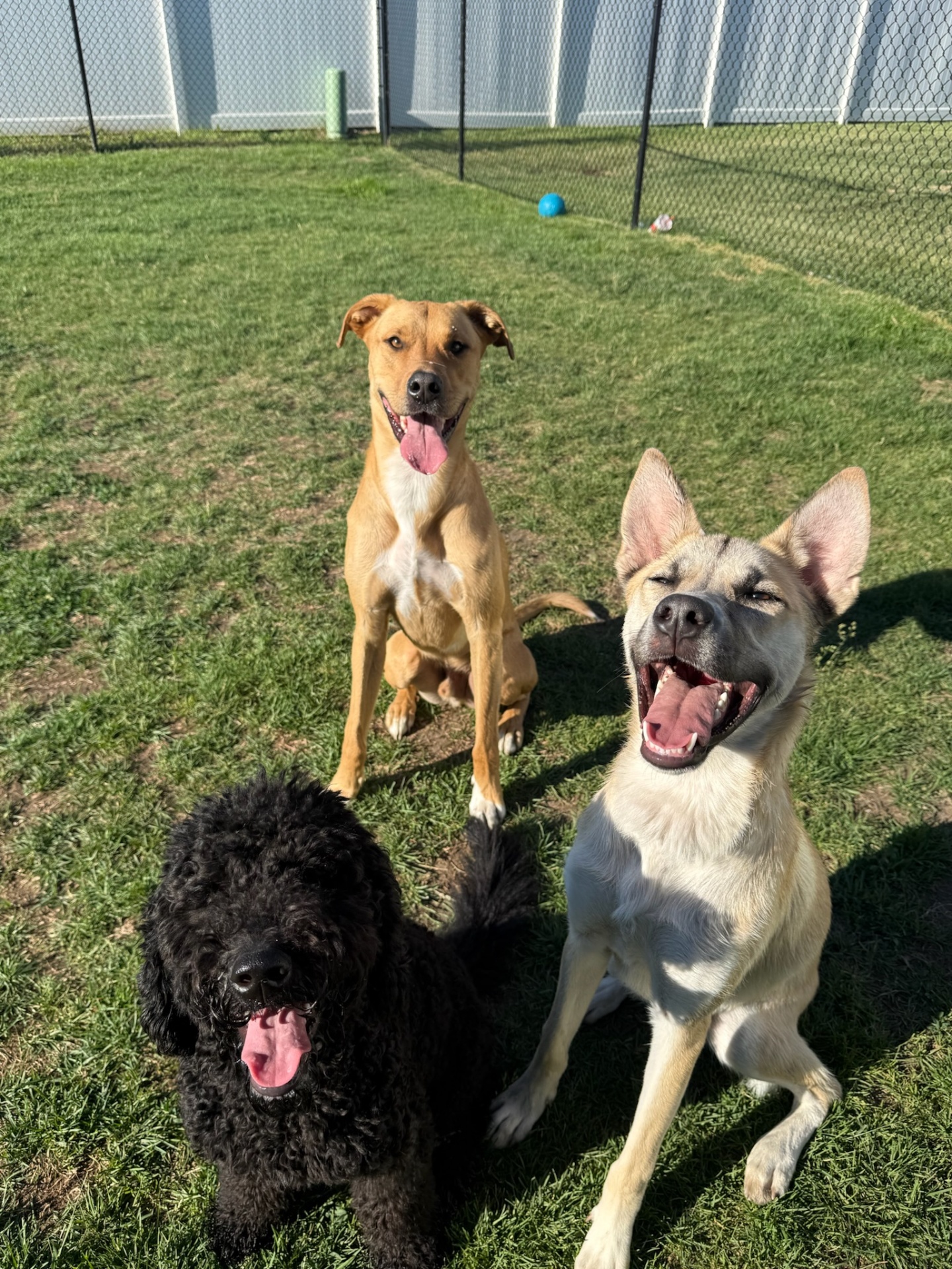 Three happy pups posing in the play yard