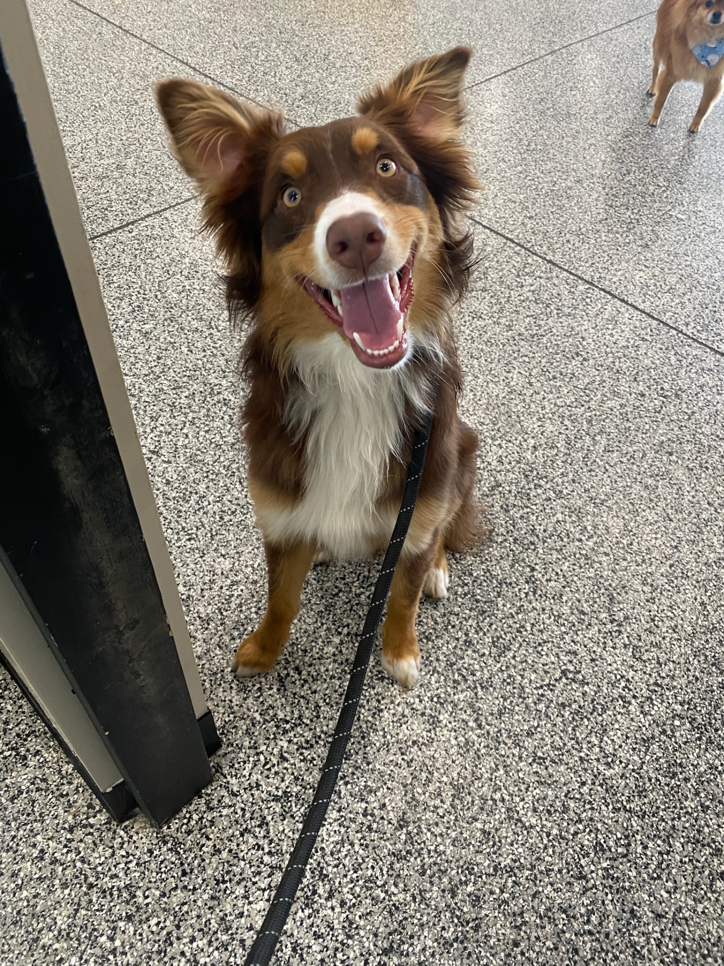 Happy aussie with a big smile after a training session