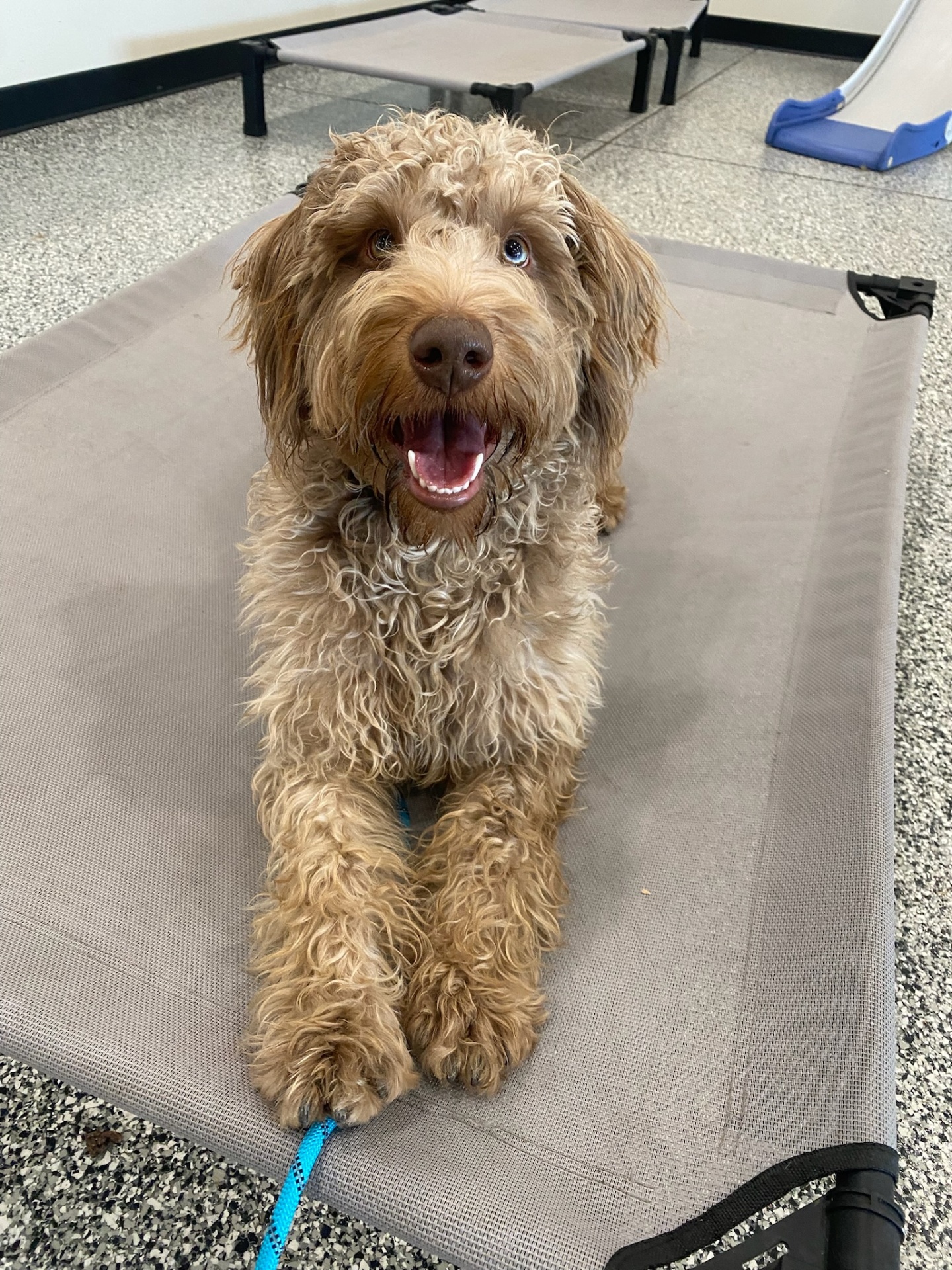 Doodle holding a perfect place on the cot