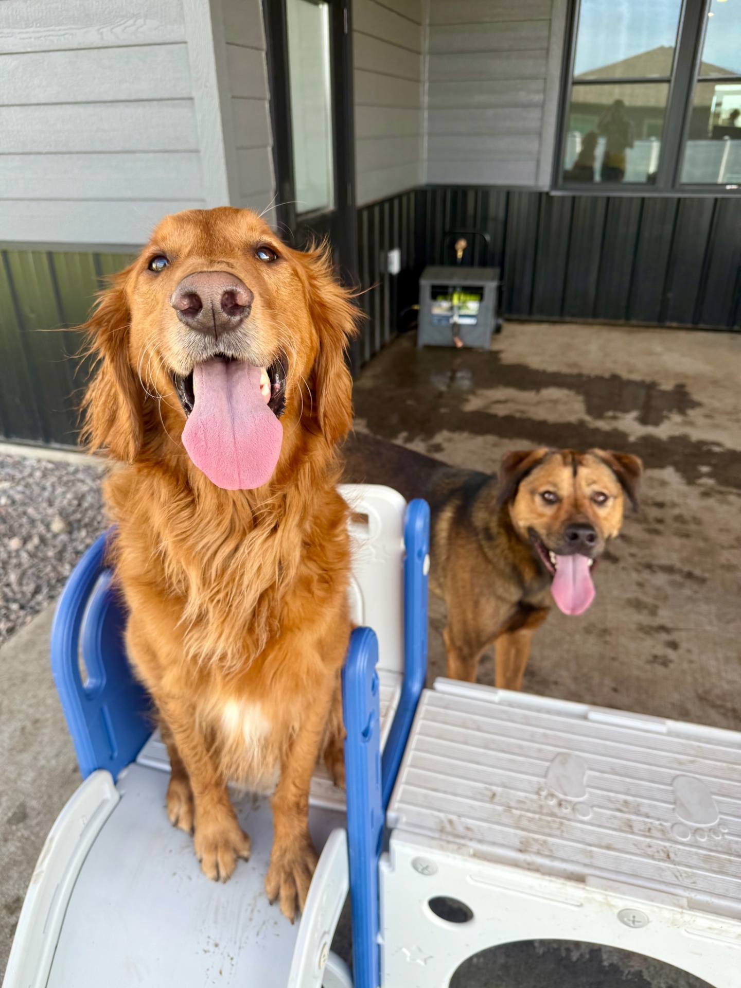 Golden retriever and a friend on the play structure