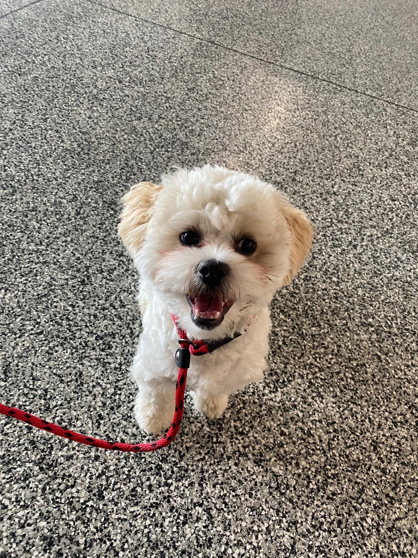 Maltese puppy on a red leash, all smiles