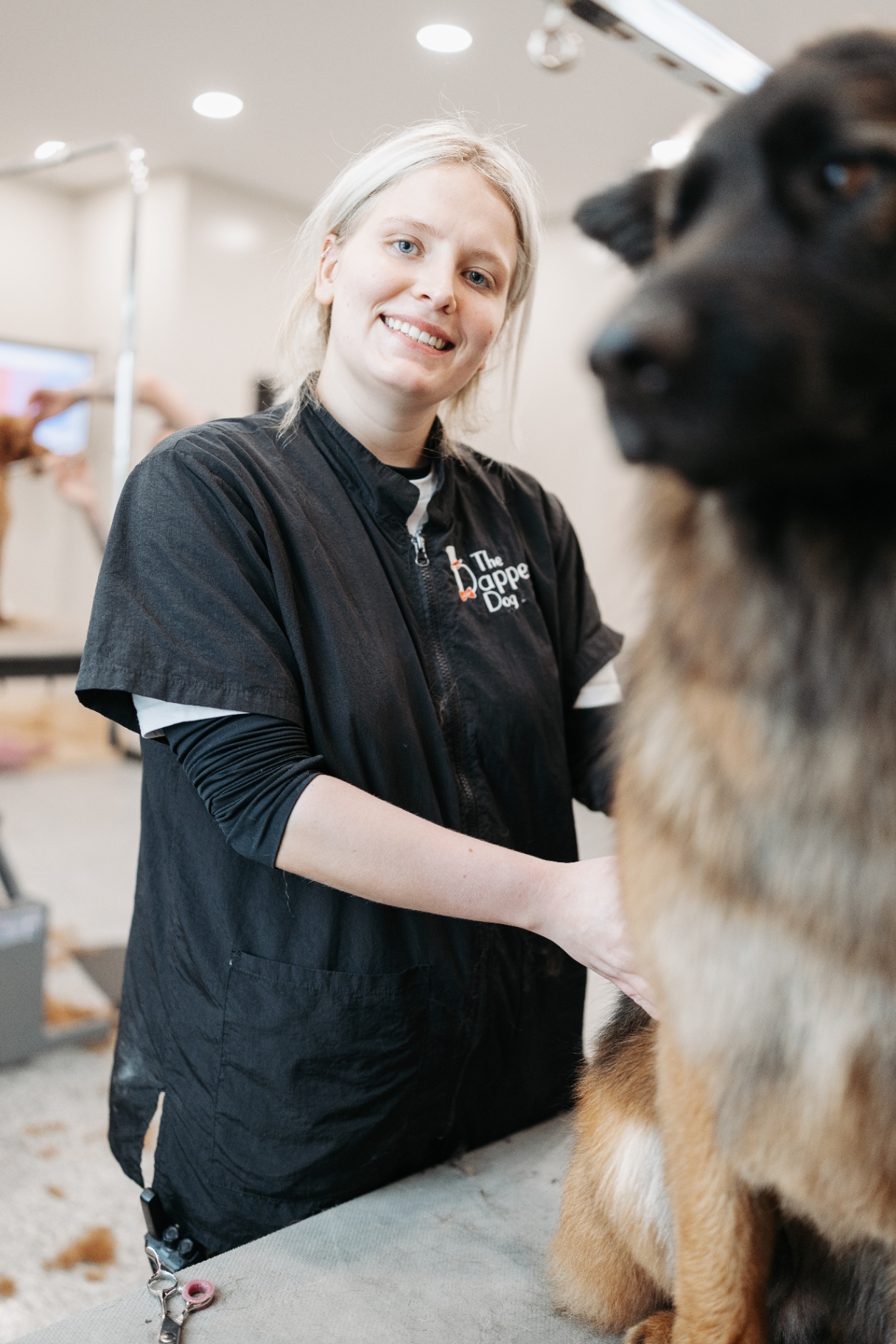 Groomer trimming a happy labradoodle on the grooming table