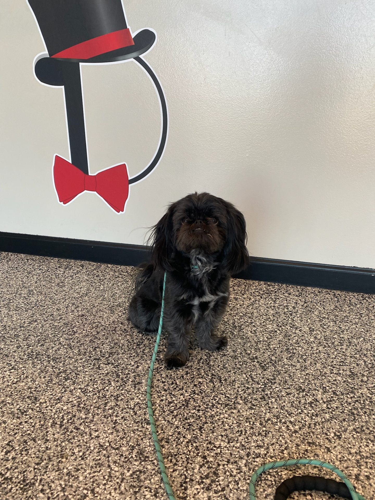 Little shih tzu sitting politely under the Dapper Dog logo