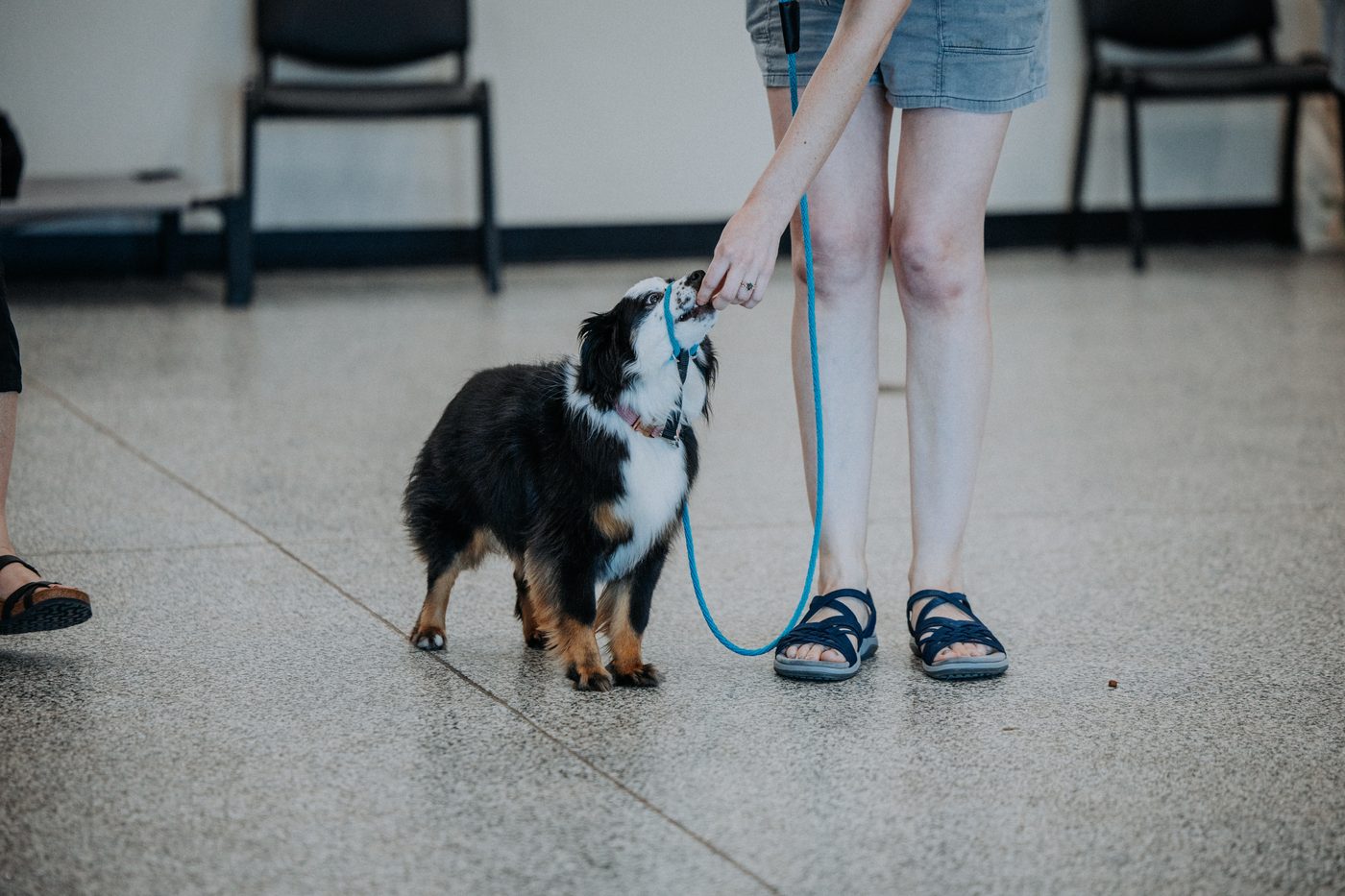 The Dapper Dog Training Academy in action