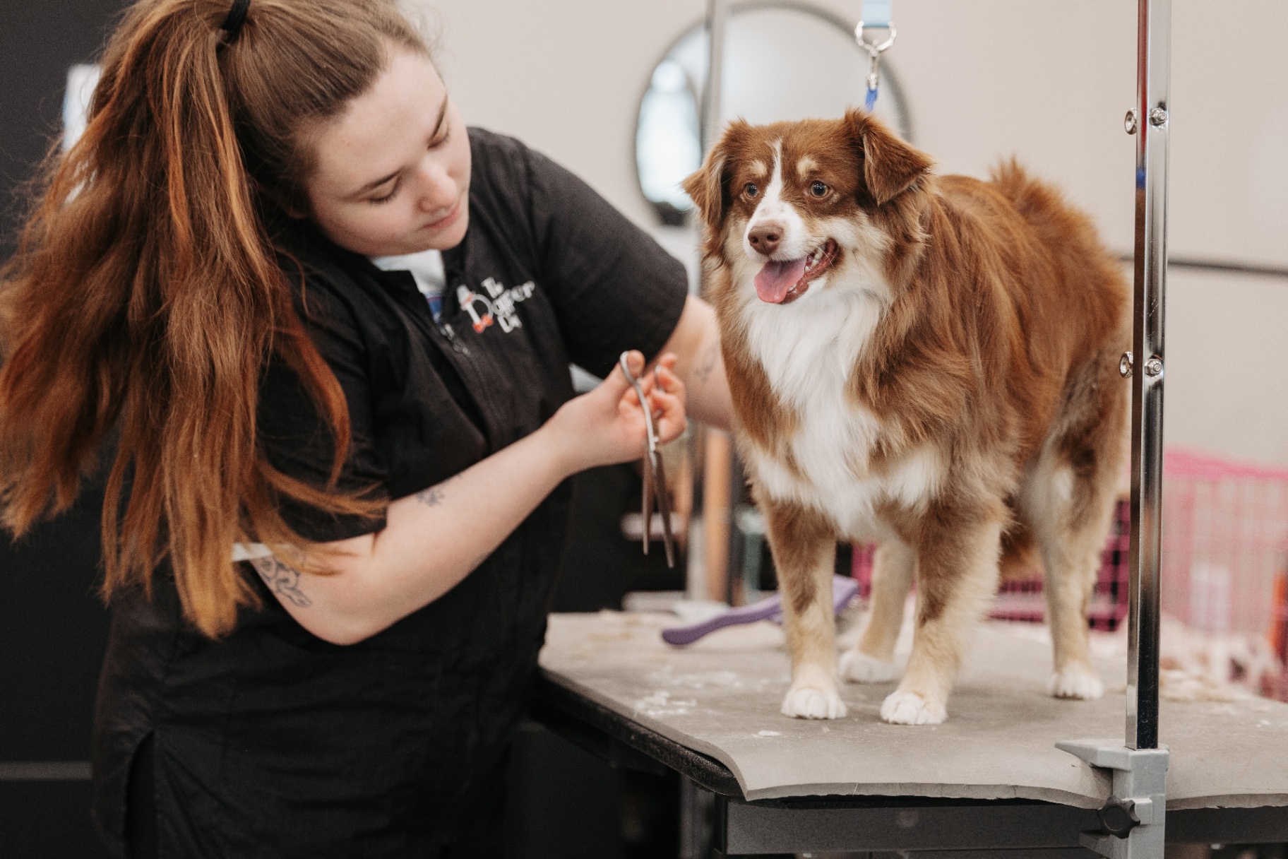 Tattooed groomer trimming a happy doodle