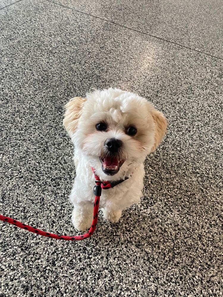 Maltese puppy on a red leash, all smiles