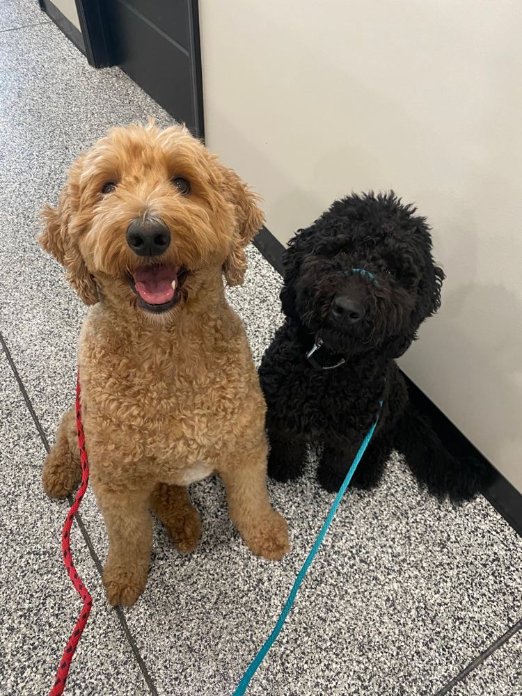 Goldendoodle and a black doodle sitting side by side