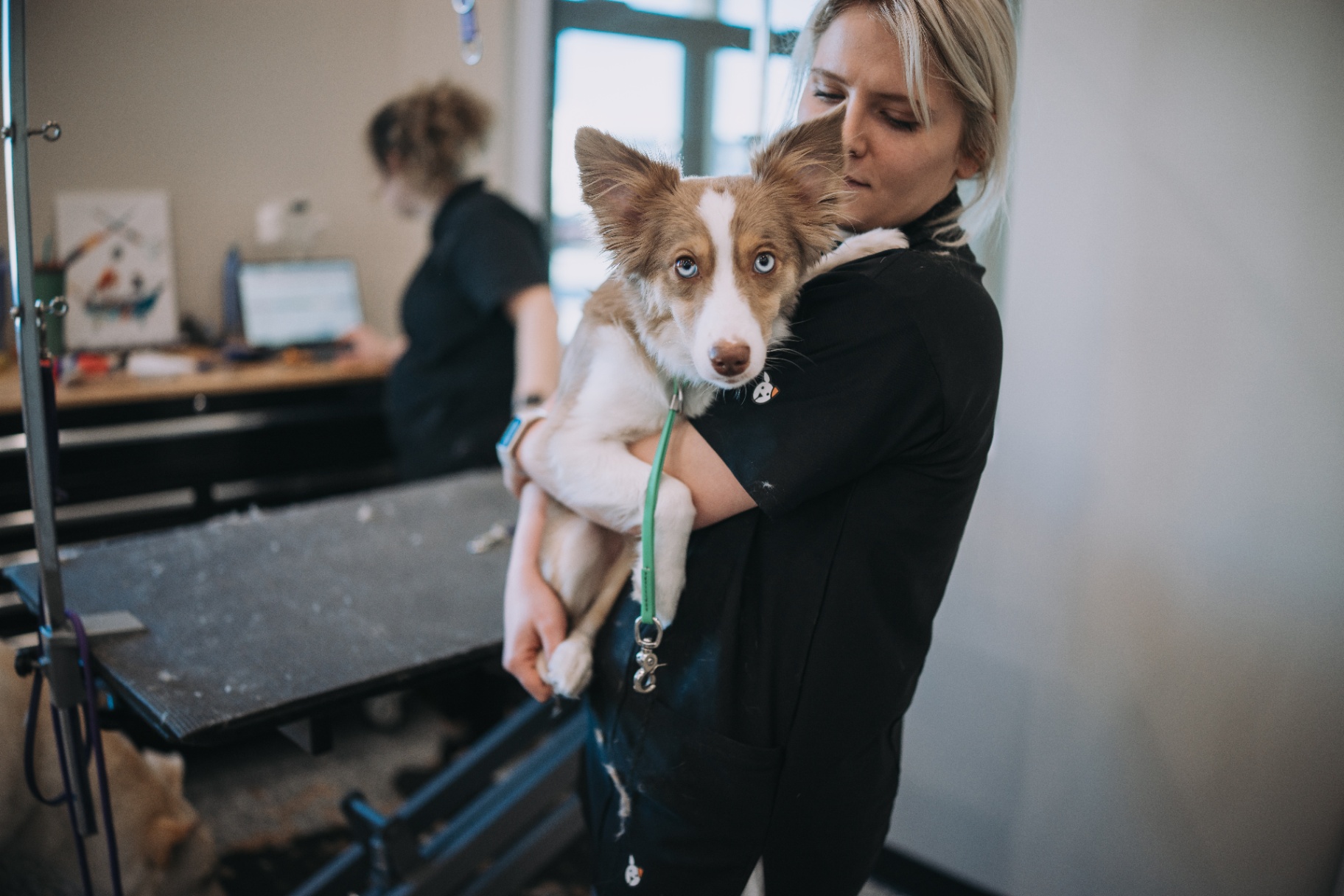 Groomer cradling a border collie pup after a bath