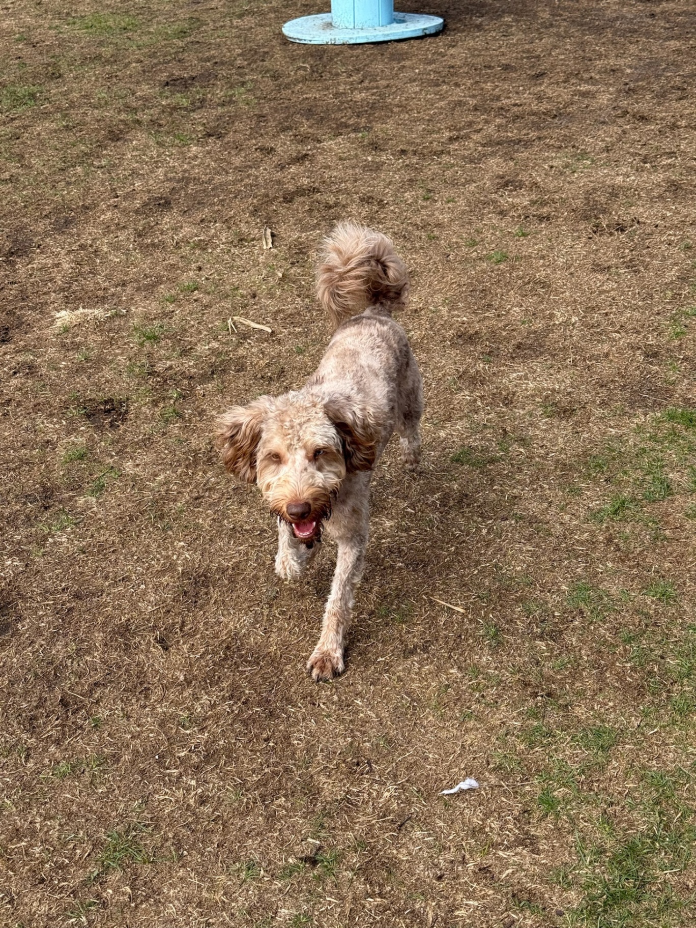 Doodle running through the yard