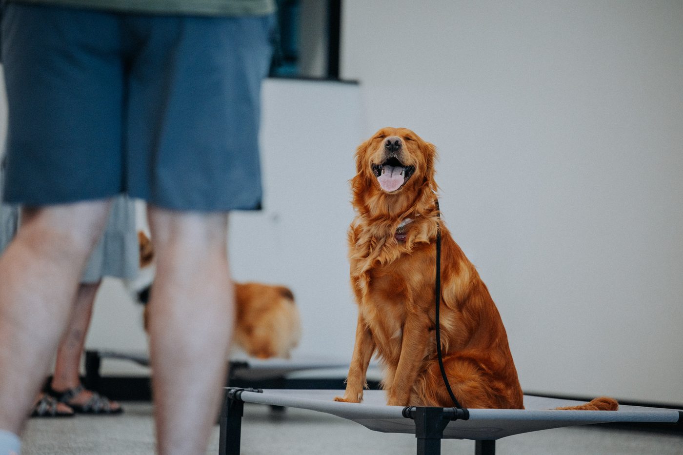 The Dapper Dog Training Academy in action