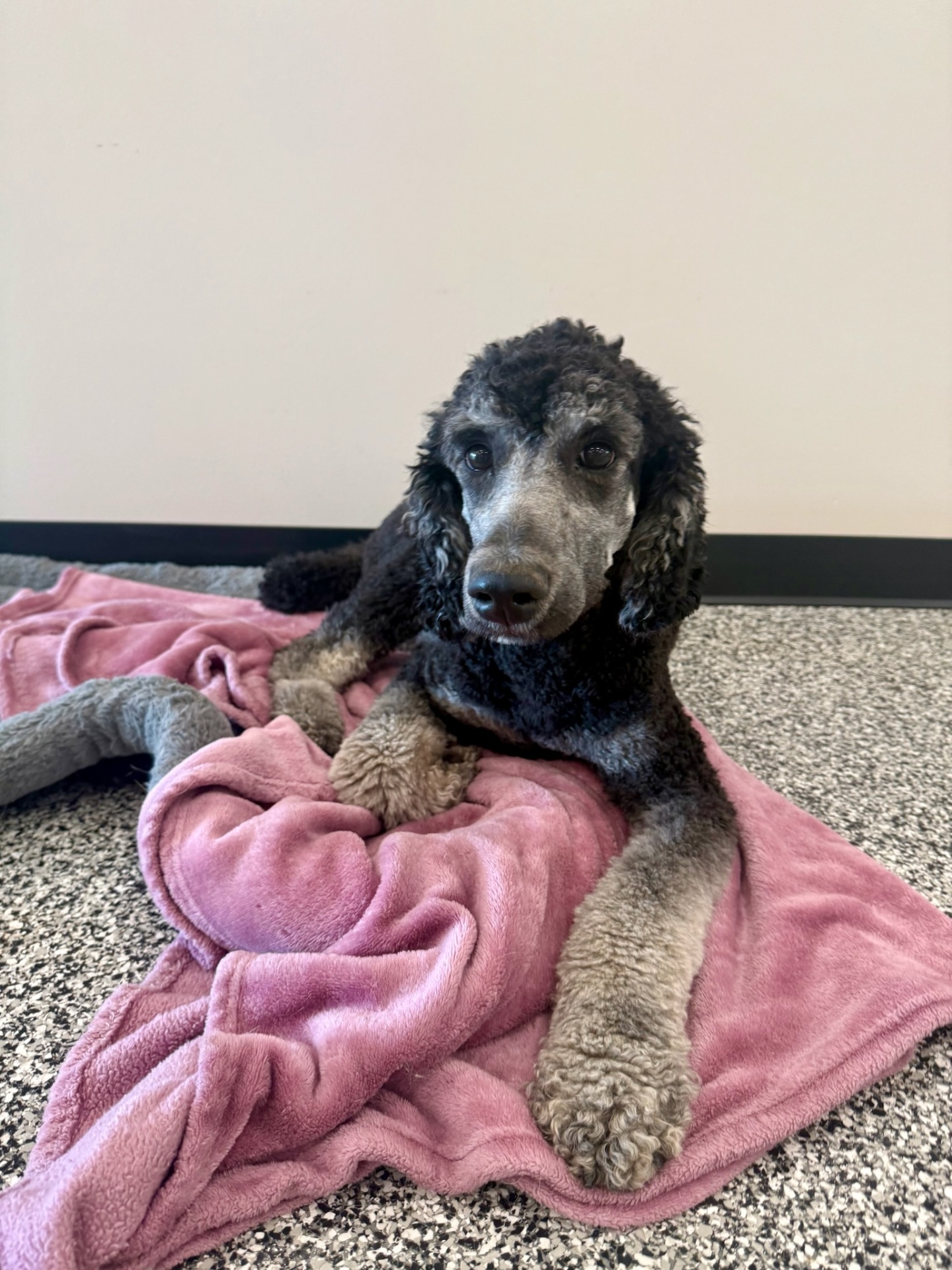 Senior poodle resting on a pink blanket
