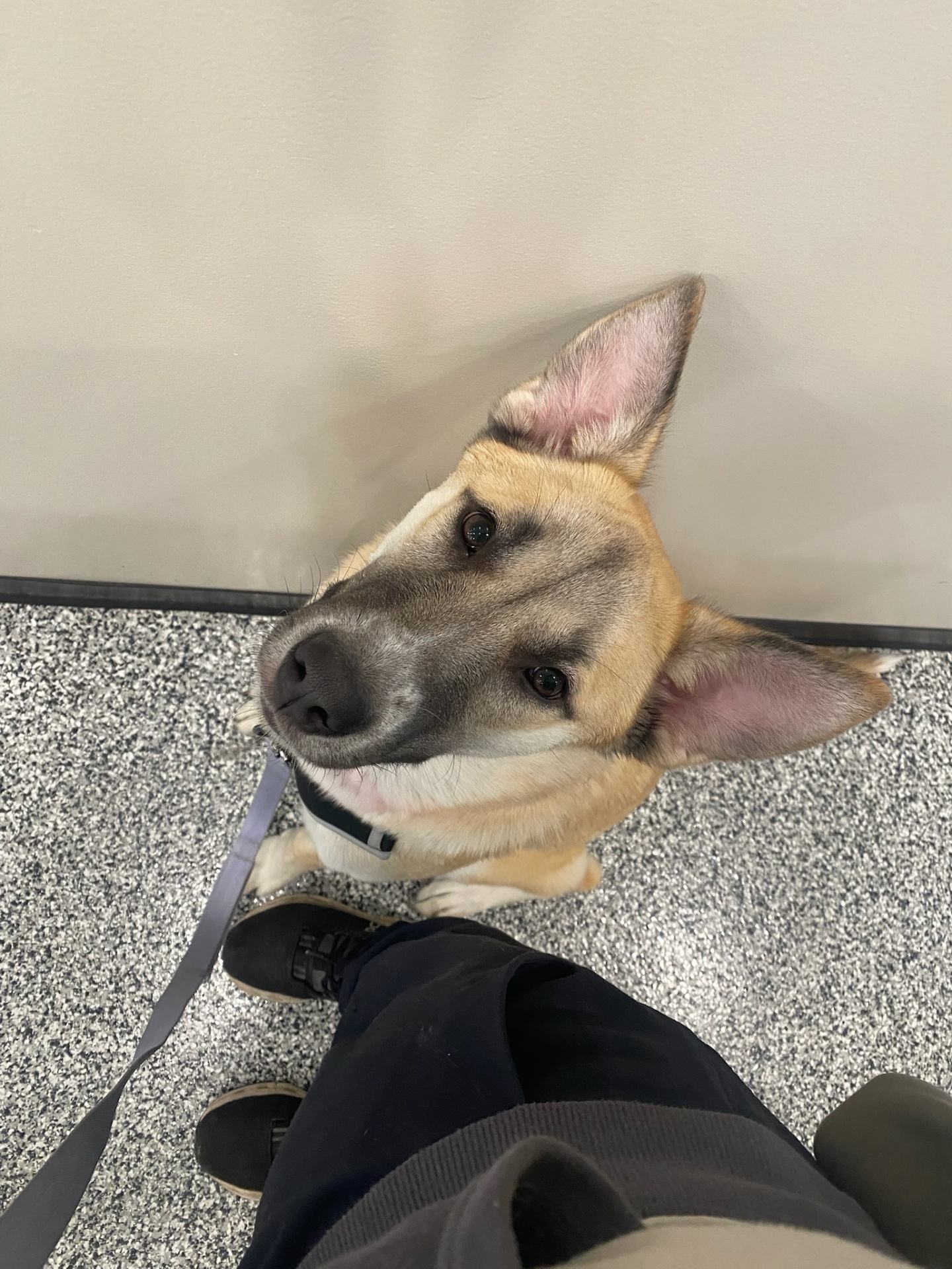 Curious pup tilting head up at handler